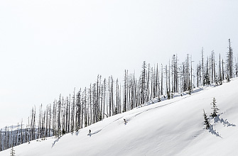 A mountainside of untouched snow with a forrest of charred pines along the horizon